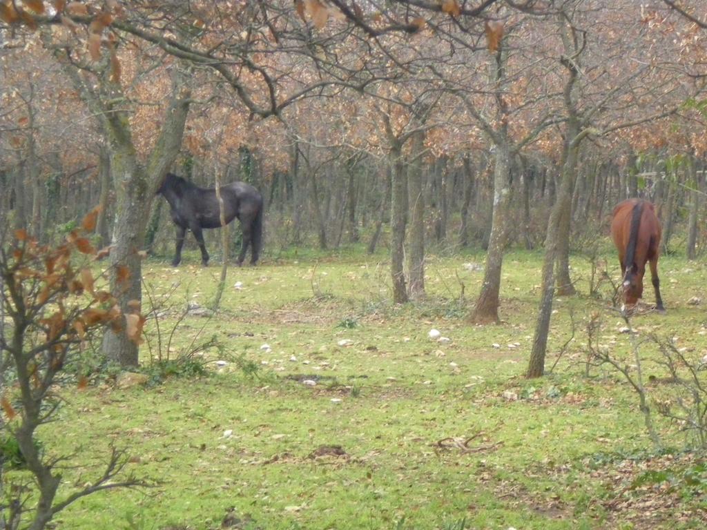 B&B Valle D'Itria Martina Franca Bagian luar foto